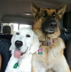 Meet your Posher, Robin